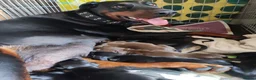 Dobermann dogs for sale: Adorable Doberman puppies  - Advert 1