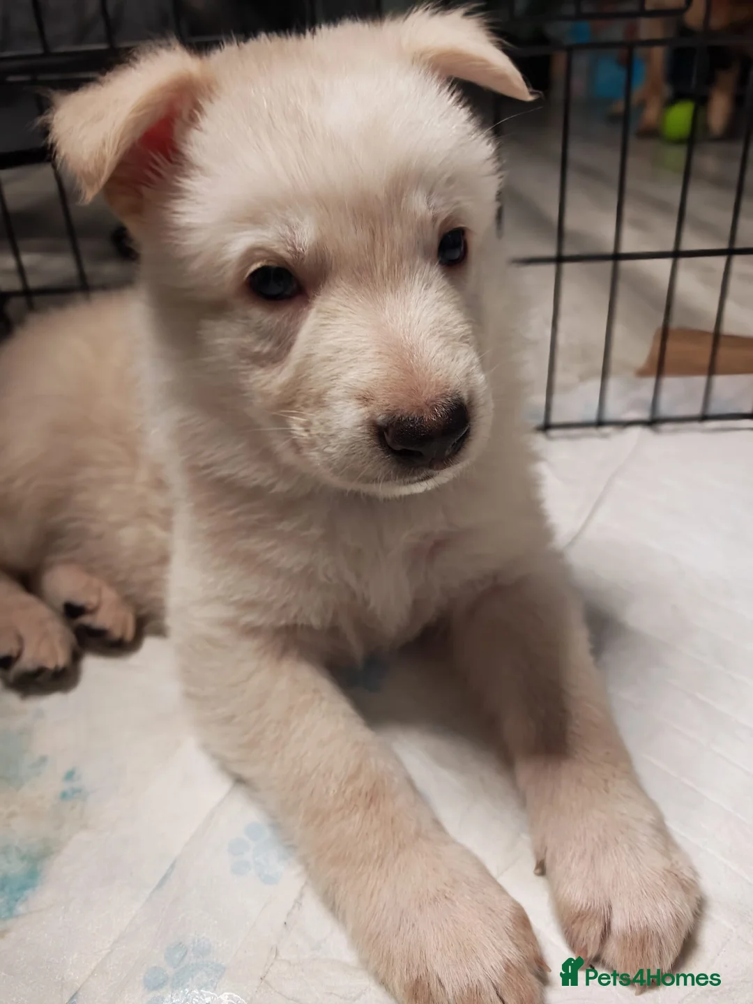 German Shepherd dogs for sale: German shepherd puppies - Advert 12