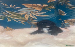 Shihpoo dogs for sale: Payment plans available Toy shihpoo puppies  - Image 17