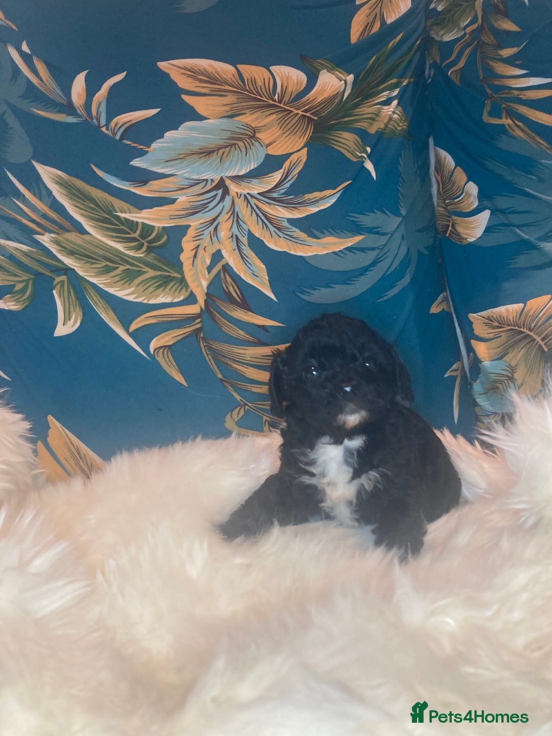 Shihpoo dogs for sale: Payment plans available Toy shihpoo puppies  - Image 17