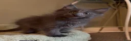 Maine Coon cats for sale: Beautiful pedigree Maine Coon kittens READY NOW - Advert 12