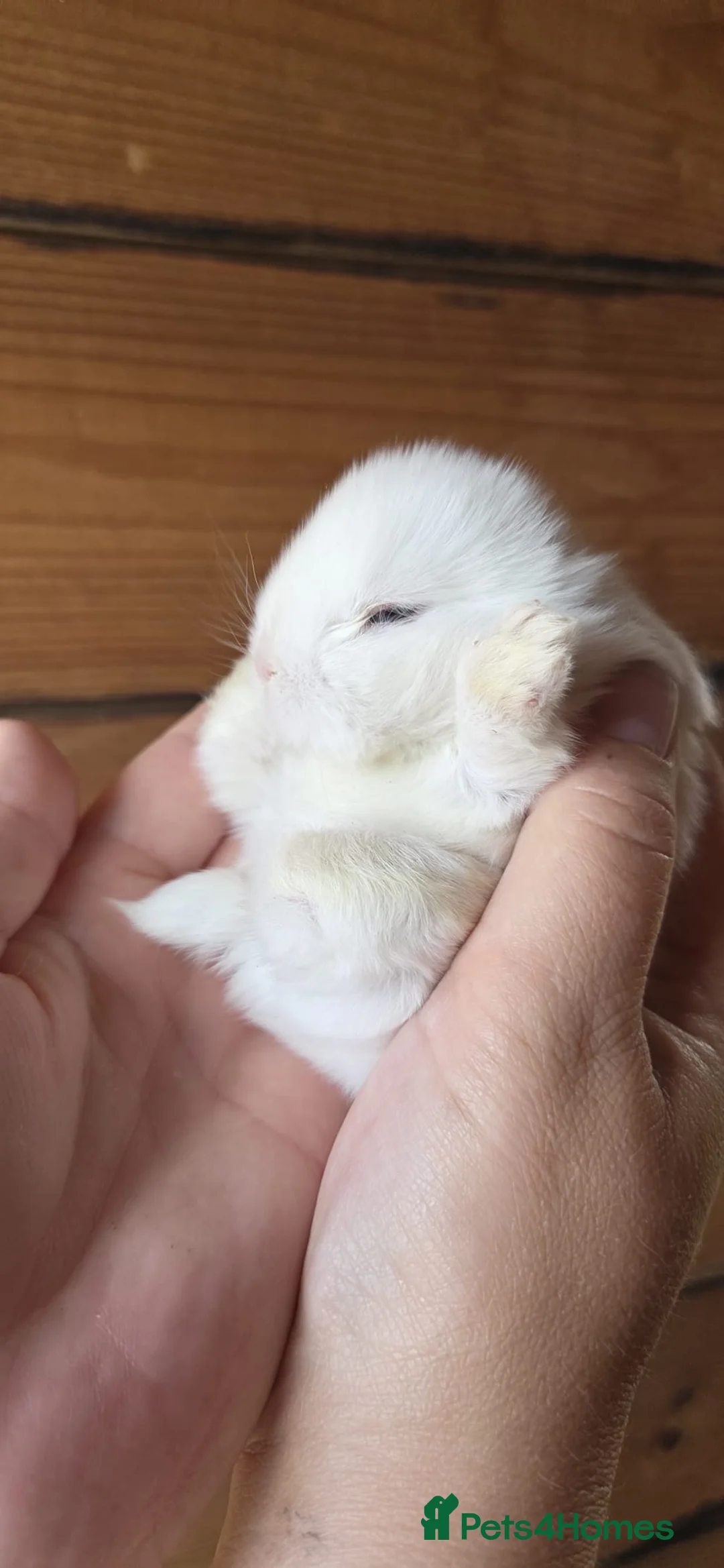 Mini Lop rabbits for sale: Mini Lops  - Advert 3