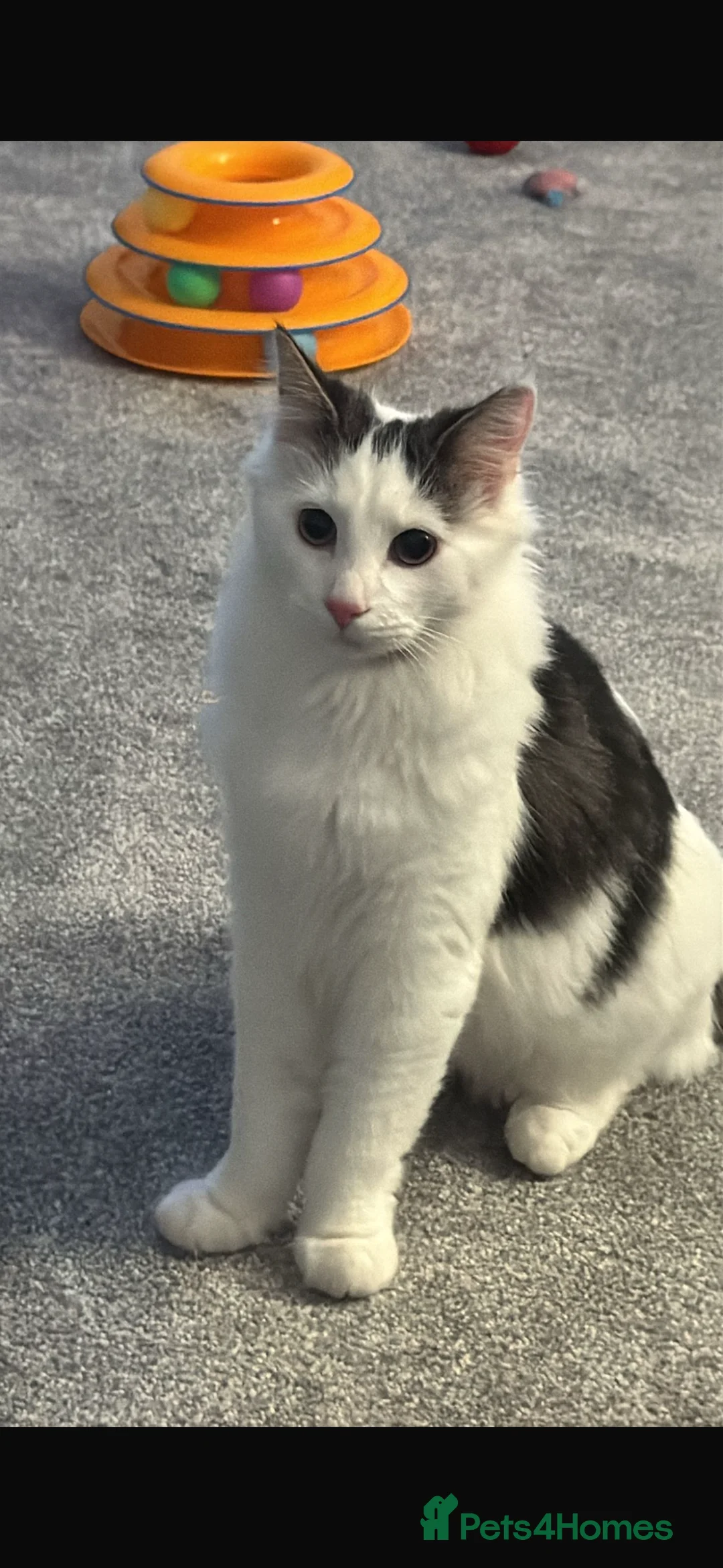 Mixed Breed cats for sale: Rex and Dorito  - Advert 3