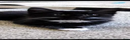 Mixed Breed cats for sale: Long hair kittens & short hair kittens ready now  - Advert 7