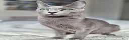 Russian Blue cats for sale: 🏆 Premium Russian Blue Kittens 🏅 - Advert 7