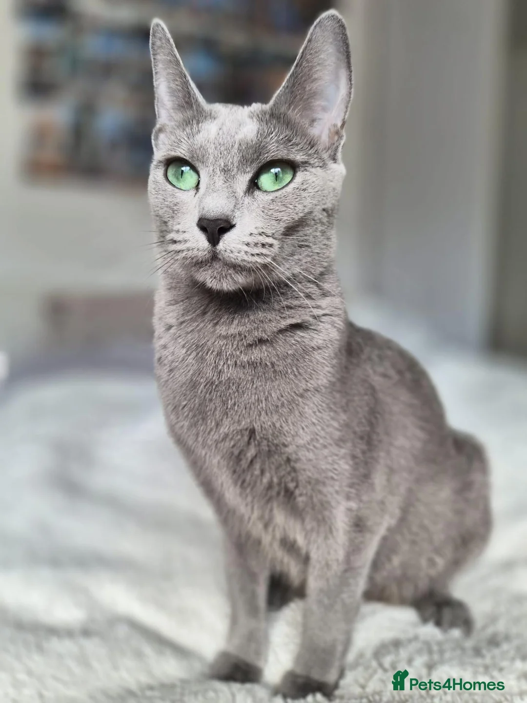 Russian Blue cats for sale: 🏆 Premium Russian Blue Kittens 🏅 - Advert 7