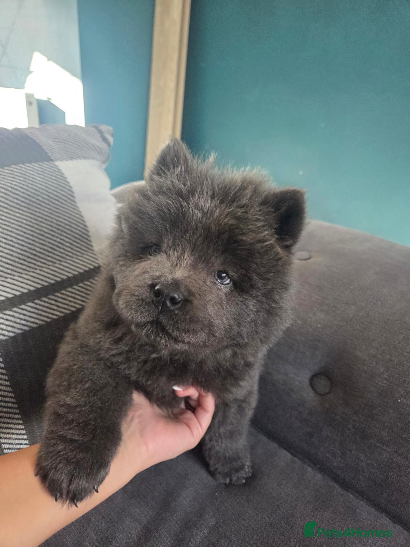 Chow Chow dogs LAST BOY REMAINING  - Advert 4
