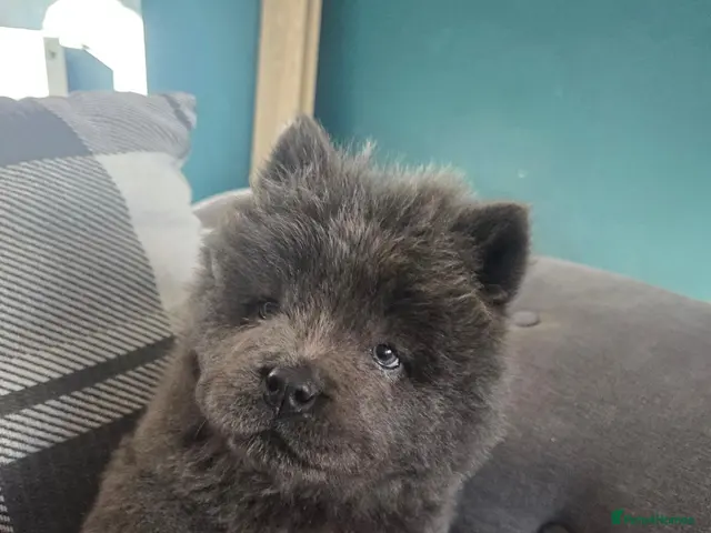Chow Chow dogs LAST BOY REMAINING - Advert 4