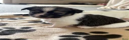 Mixed Breed dogs for sale: Tiny cute fluffy Shih Tzu x jack Russell puppies  - Advert 23
