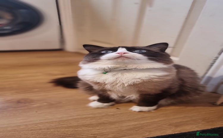 Ragdoll cats - Advert 5
