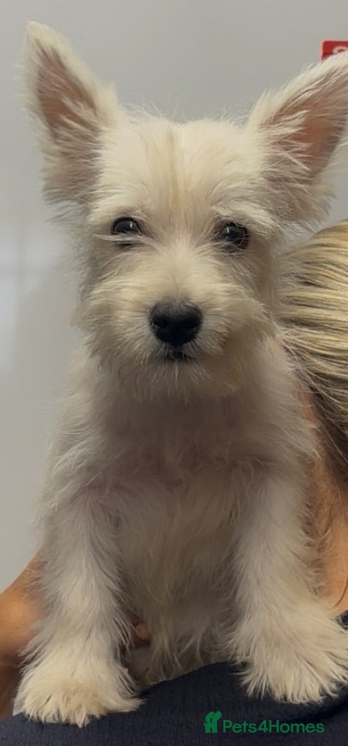 West Highland Terrier dogs Beautiful west highland terrier puppies for sale - Advert 1