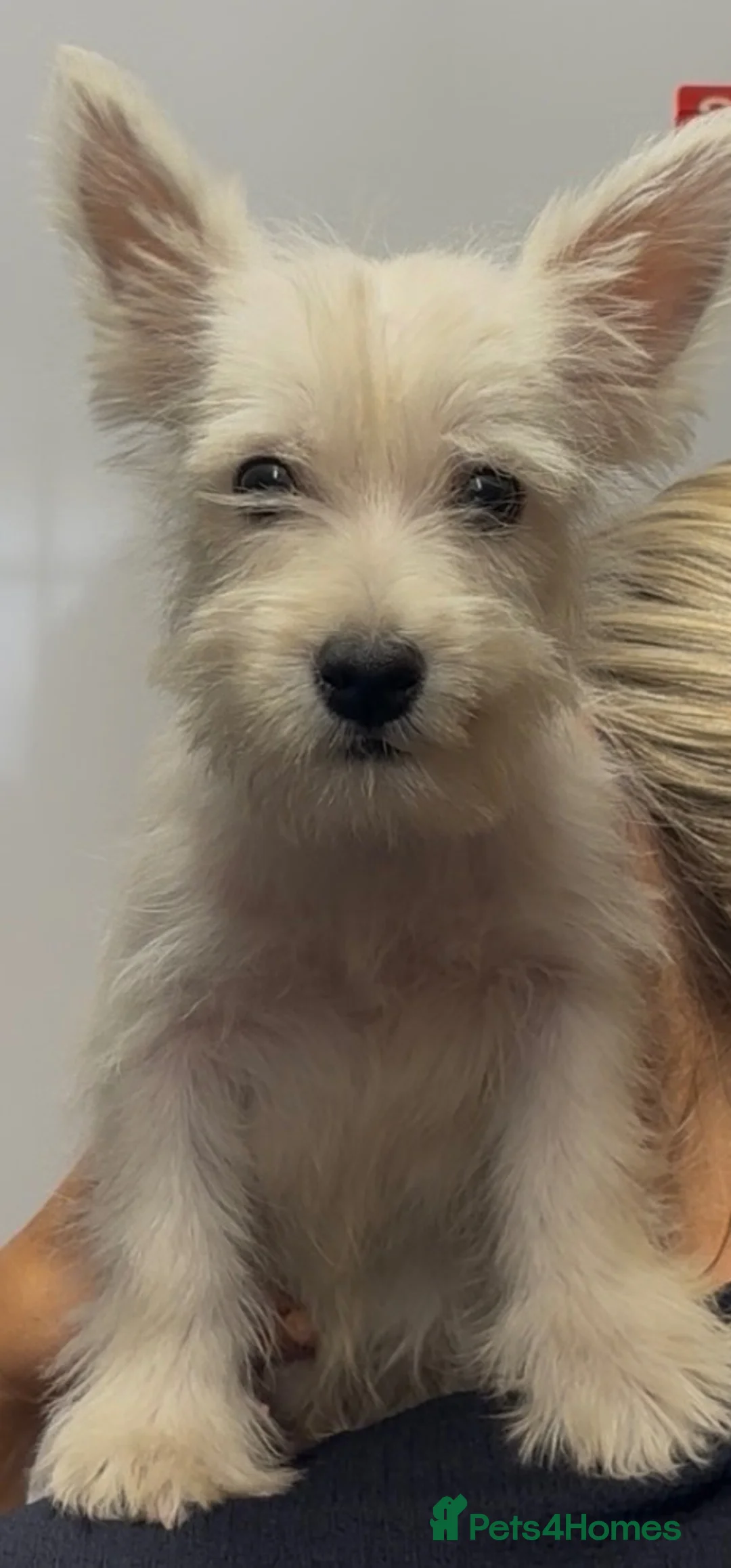West Highland Terrier dogs for sale: Beautiful west highland terrier puppies for sale - Advert 1