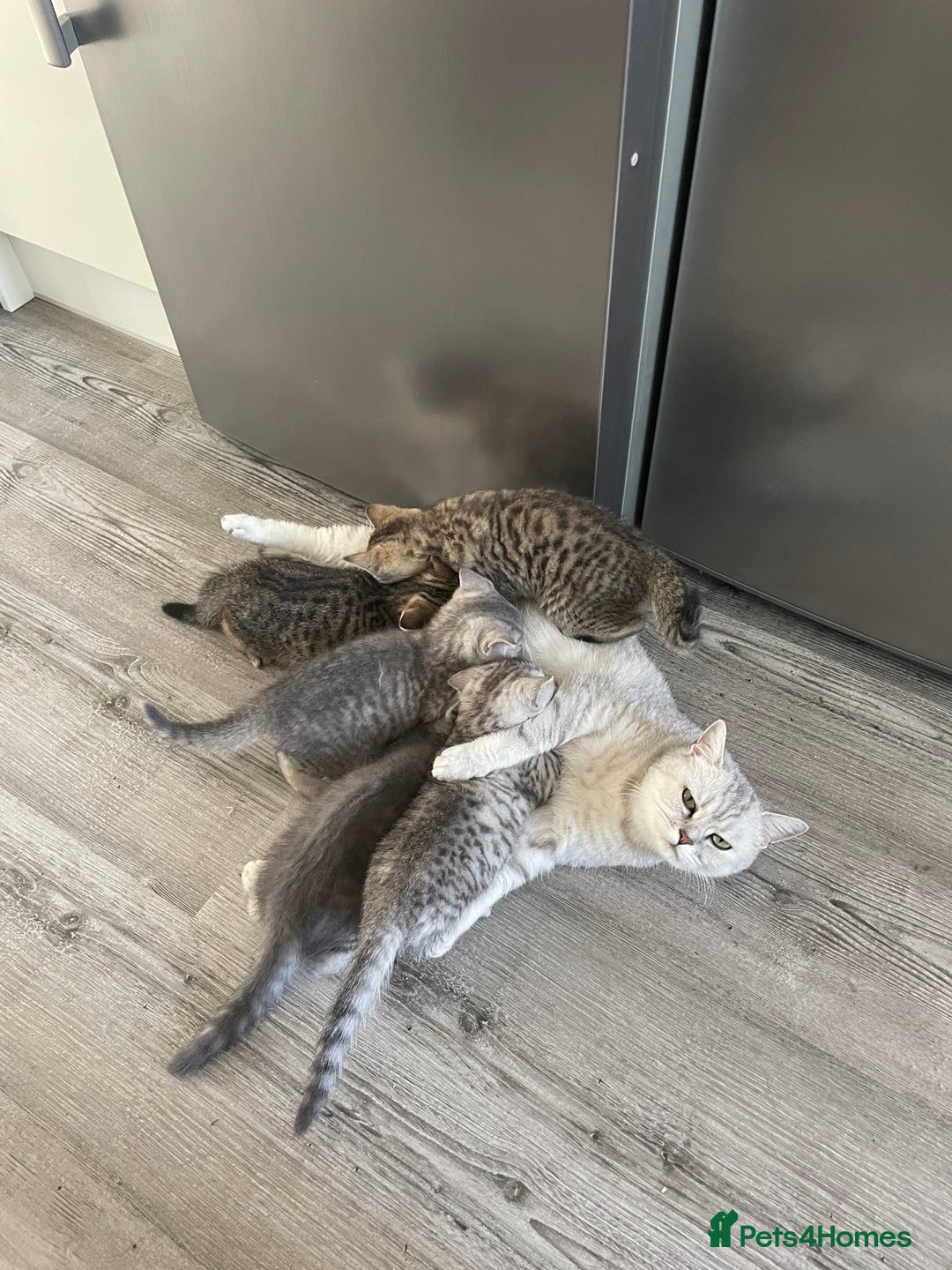 British Shorthair cats for sale:  Gorgeous  pedigree Bsh kittens Ready now  - Image 16