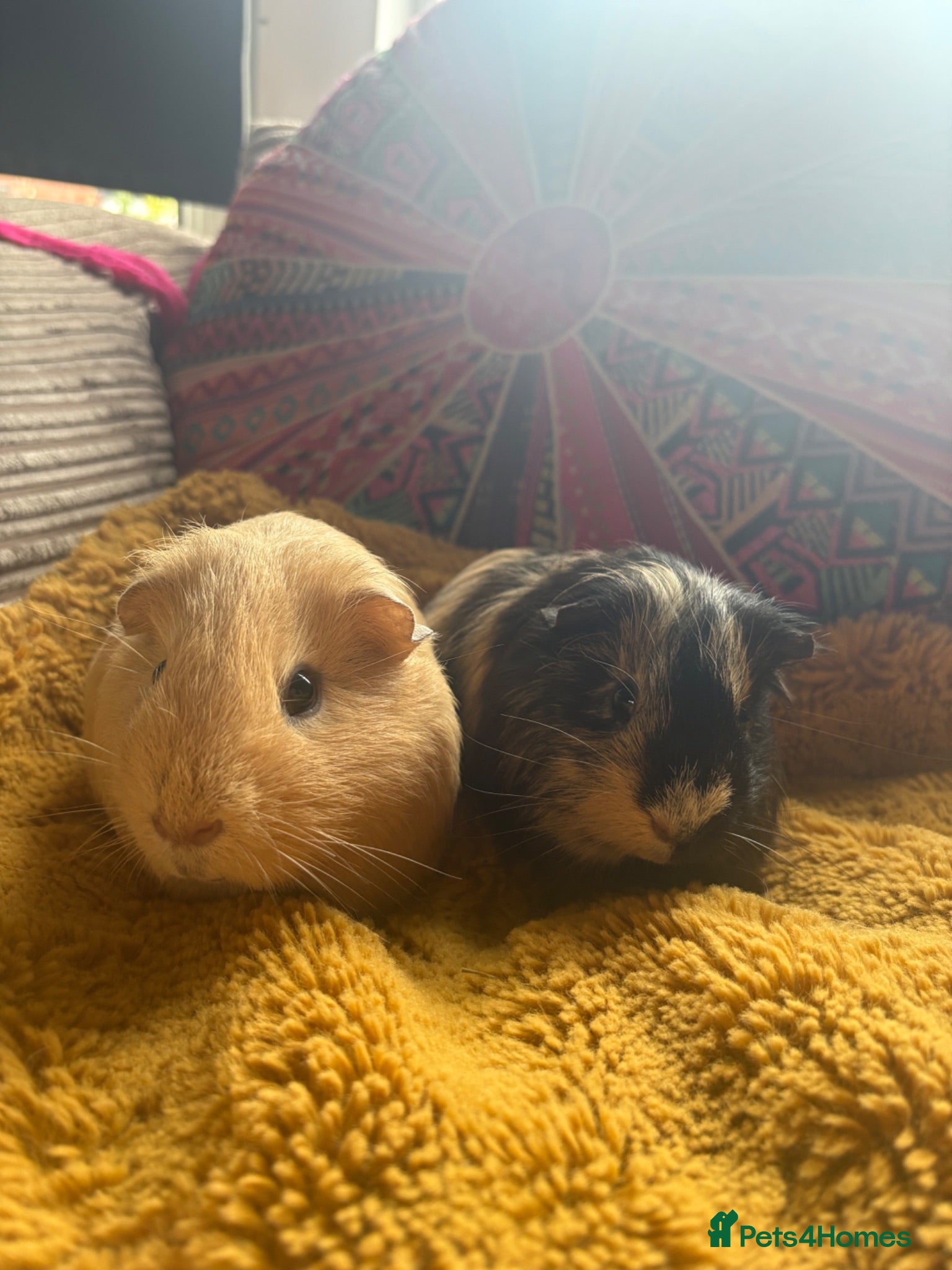 Guinea Pig rodents Quincy & Percy / Barry and Raymond  - Advert 4