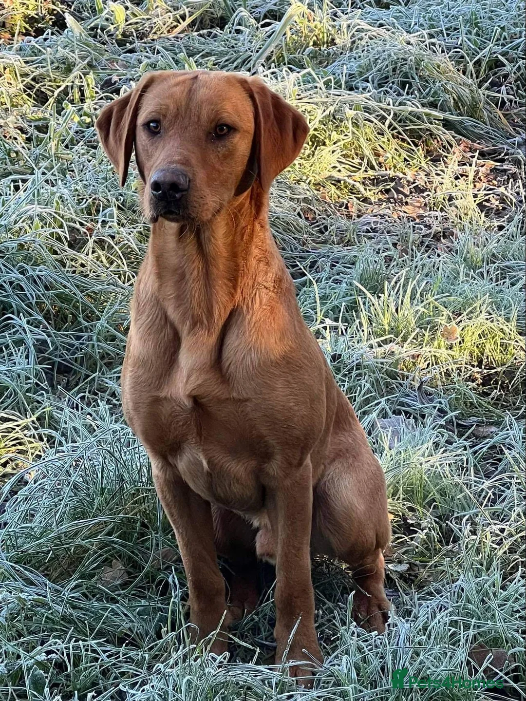 Labrador Retriever dogs for stud: EXTENSIVELY HEALTH TESTED FOX RED LABRADOR AT STUD in Petworth - Advert 5