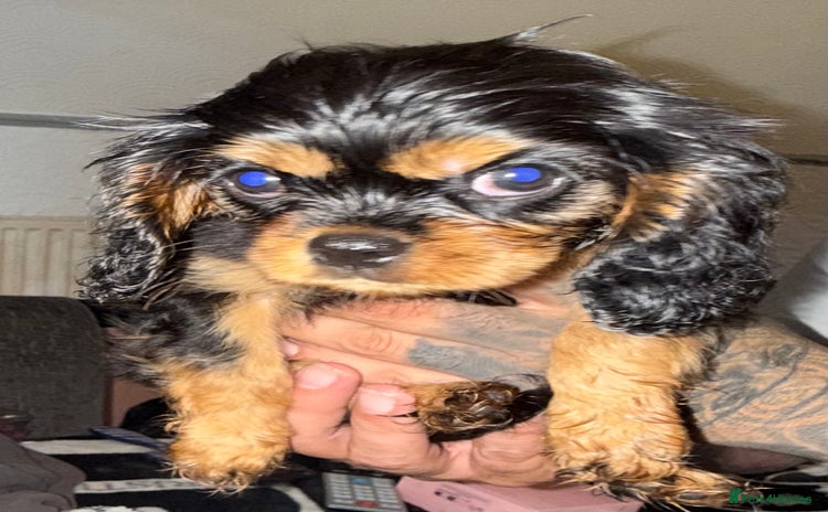 Cavalier King Charles Spaniel dogs - Advert 2