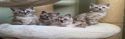 Bengal cats for sale: ❄️ Gorgeous Snow and Charcoal Bengals ❄️  - Advert 10