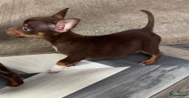 Mixed Breed dogs - Advert 16