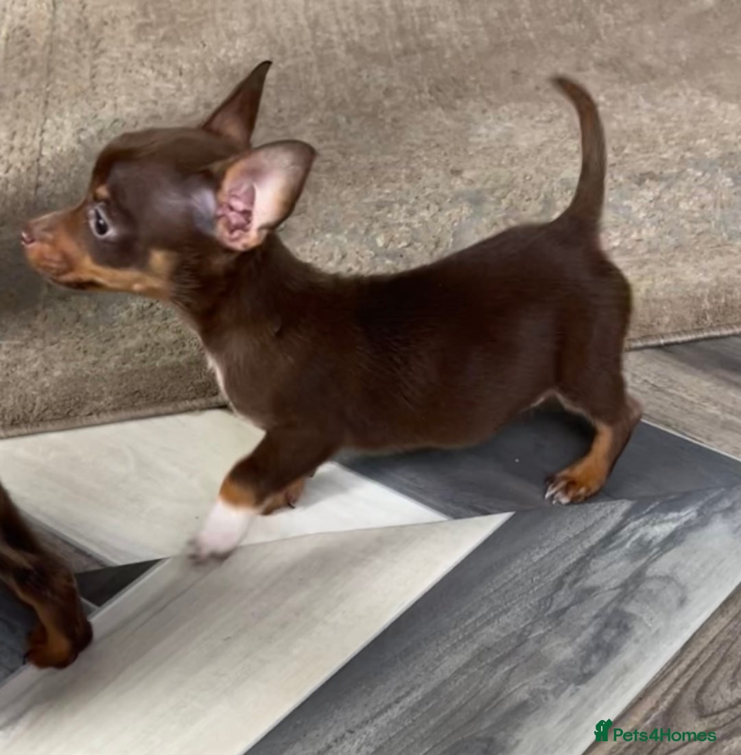 Mixed Breed dogs for sale: Adorable Dachshund x Pomchi Puppies - Image 3