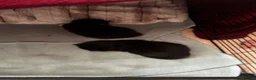 Mixed Breed cats for sale: 2 beautiful kittens for sale  - Advert 17