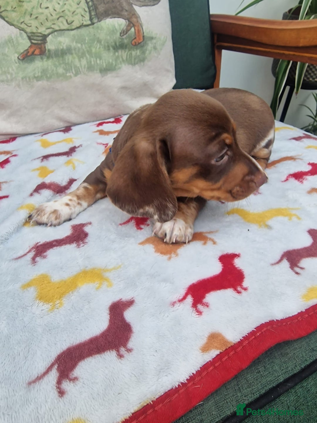 Miniature Dachshund dogs for sale: 🐾 Miniature Dachshund Puppies for Sale 🐾 - Image 32