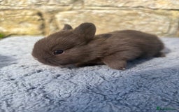 Netherland Dwarf rabbits for sale: 5 Sweet Netherland Dwarf bunnies  - Image 11