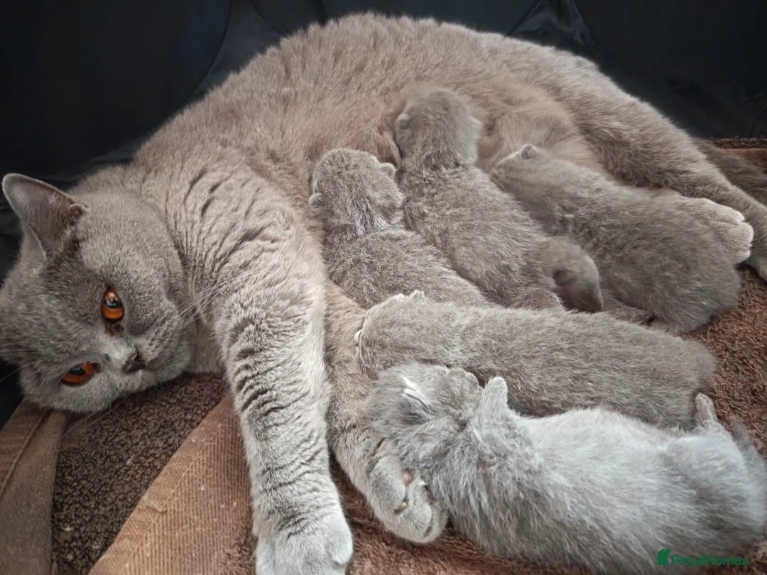 British Shorthair cats for sale: Gccf registered blue BSH kittens - Advert 2