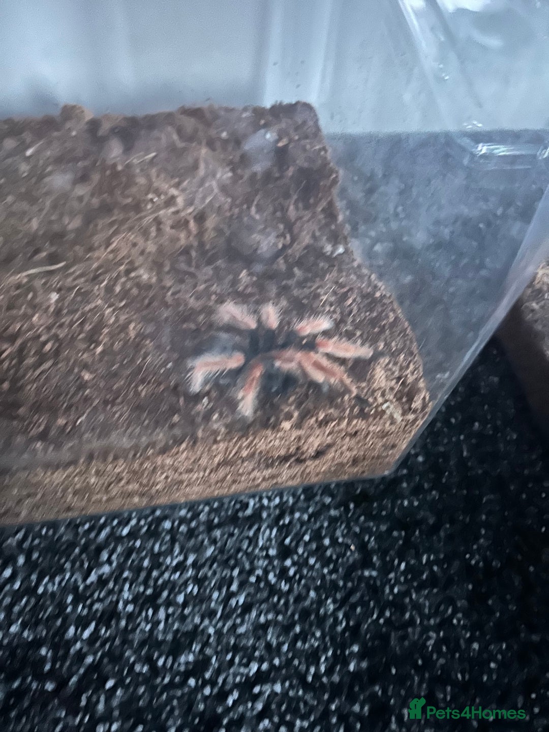 Spiders invertebrates for sale: Spiders and set ups  - Advert 4