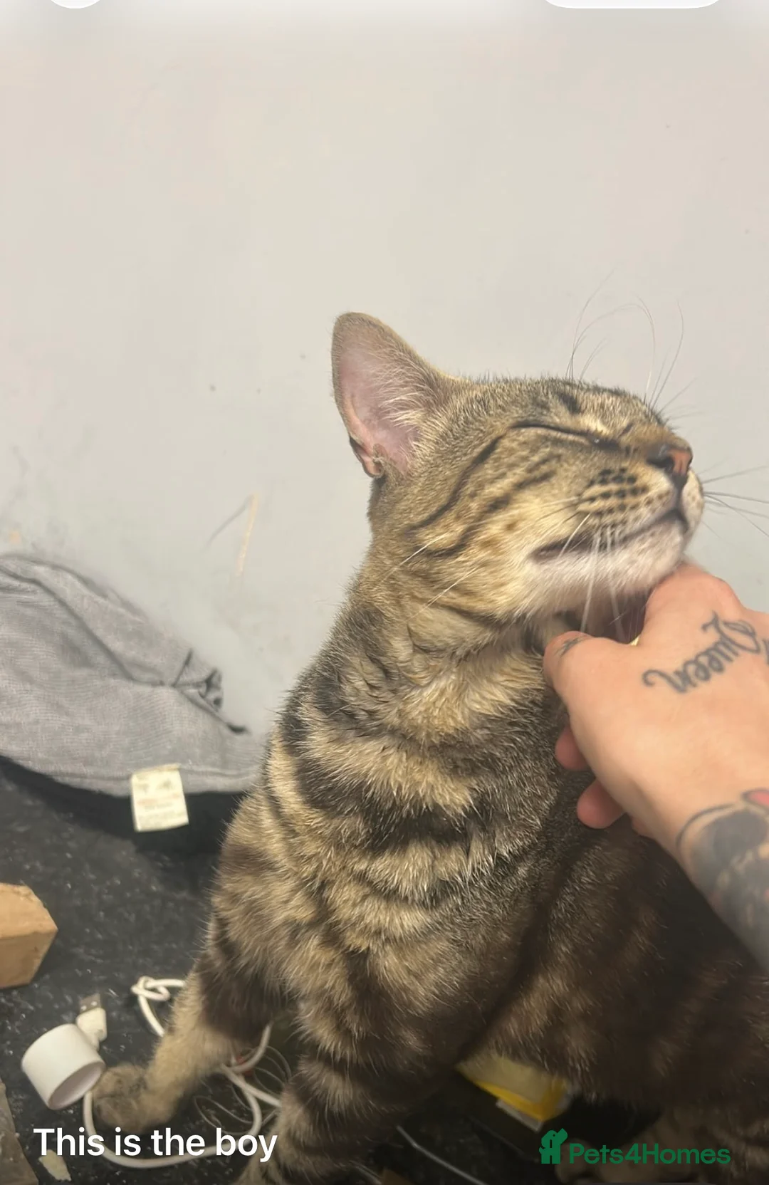 Bengal cats for sale: Two bengal beauties - Advert 1