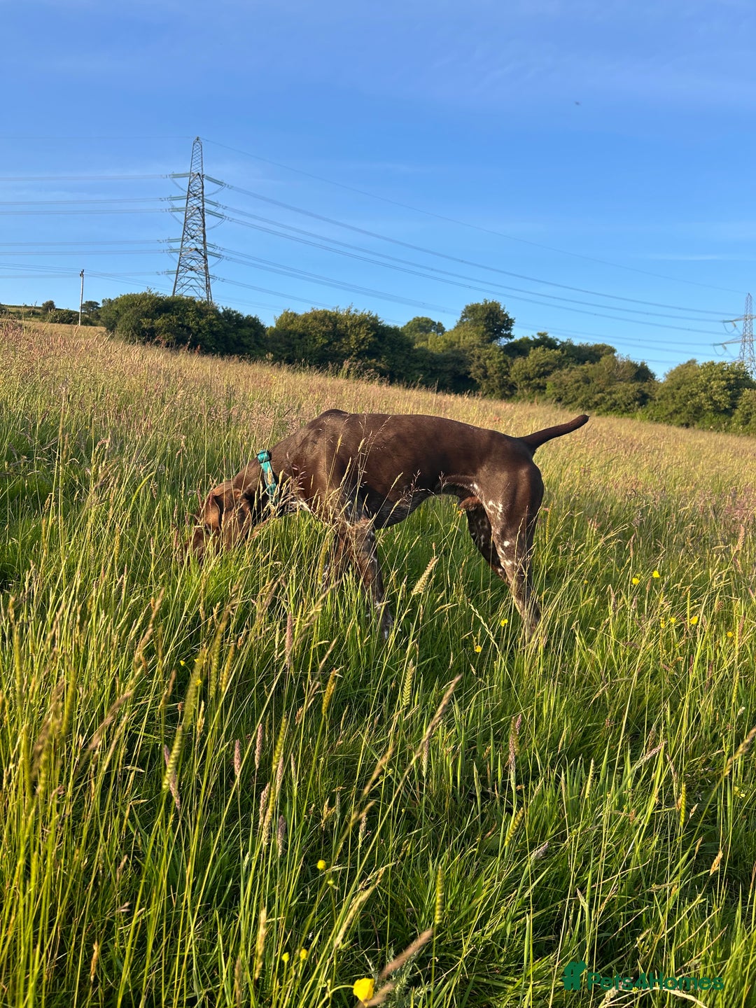 German Shorthaired Pointer dogs for stud: GSP Available for stud - Image 7