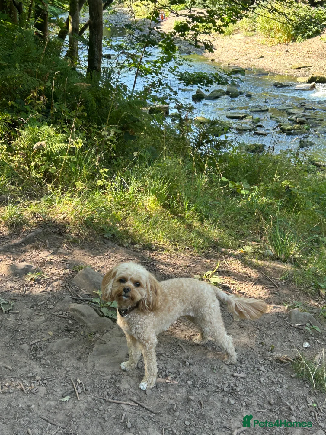 Cavapoo dogs for sale: Female cavapoo - Advert 2