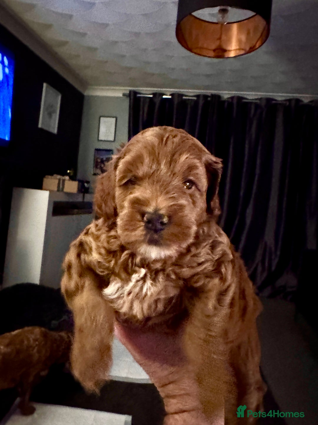 Cockapoo dogs for sale: Stunning Miniature Cockapoo puppies. - Advert 8