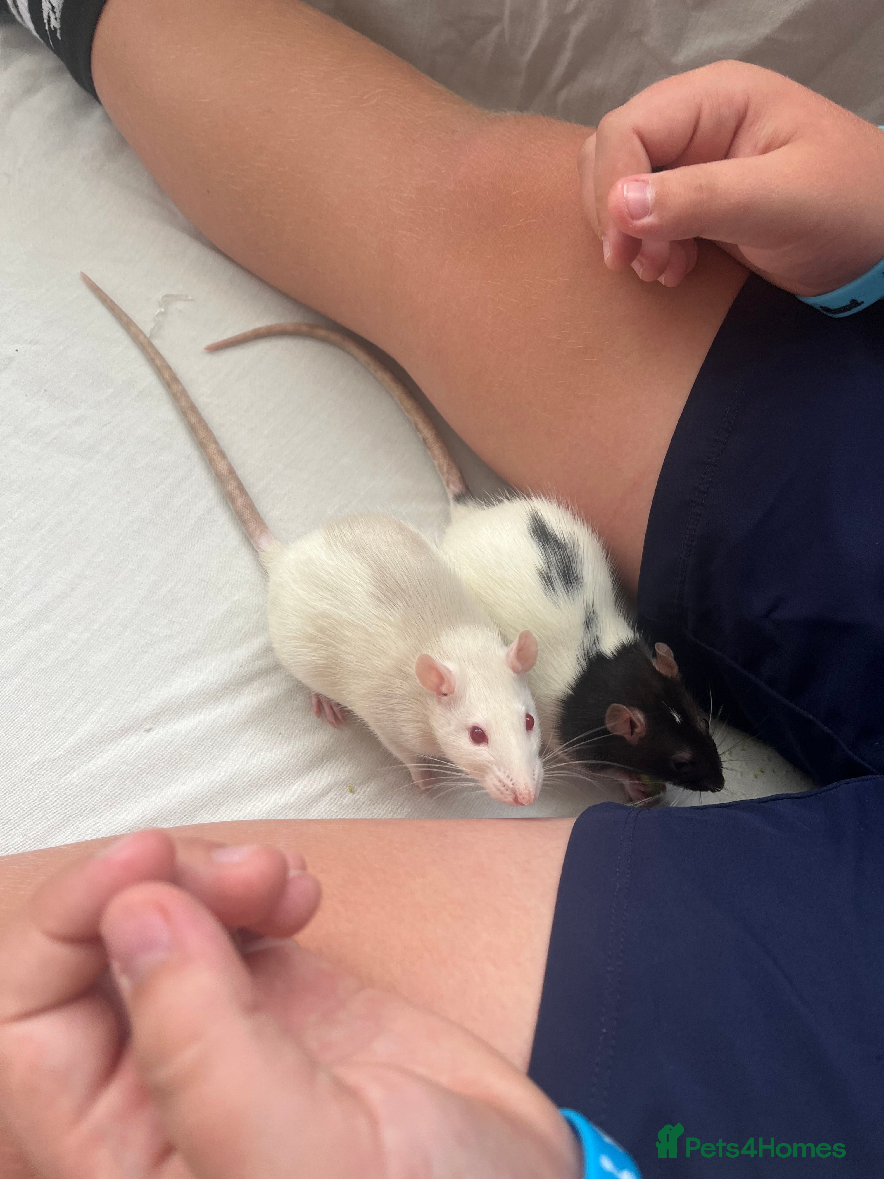 Rat rodents Dotty & rolo - Advert 1