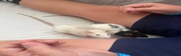 Rat rodents for sale: Dotty & rolo - Advert 1