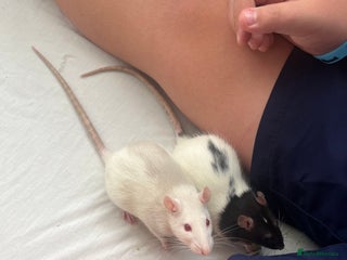 Rat rodents Dotty & rolo - Advert 1