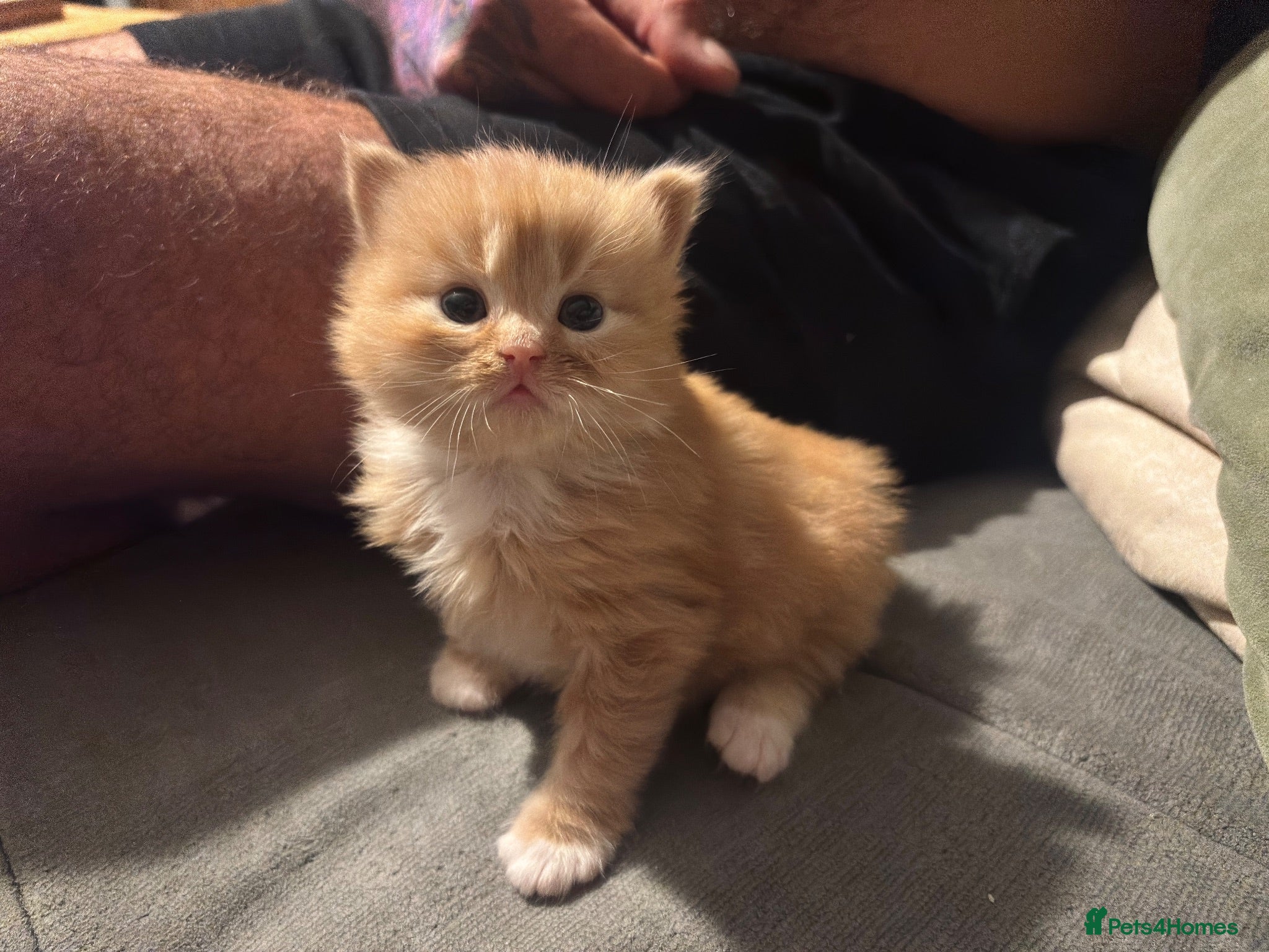 British Longhair cats British Longhair Cross Kittens – 5 Available - Advert 4