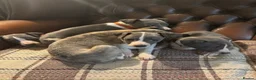 Whippet dogs for sale: 🐾 Exceptional KC Registered Whippet Puppies - Advert 10