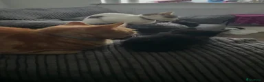 Mixed Breed 1