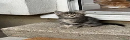 Bengal cats for sale: 5 beautiful mixed Bengal and Russian Angora. - Advert 9