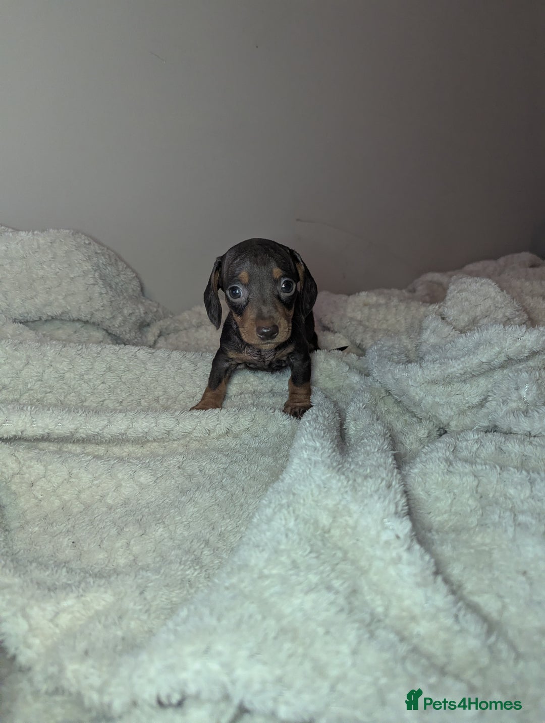 Miniature Dachshund dogs for sale: Miniature dachshund puppies  - Image 6