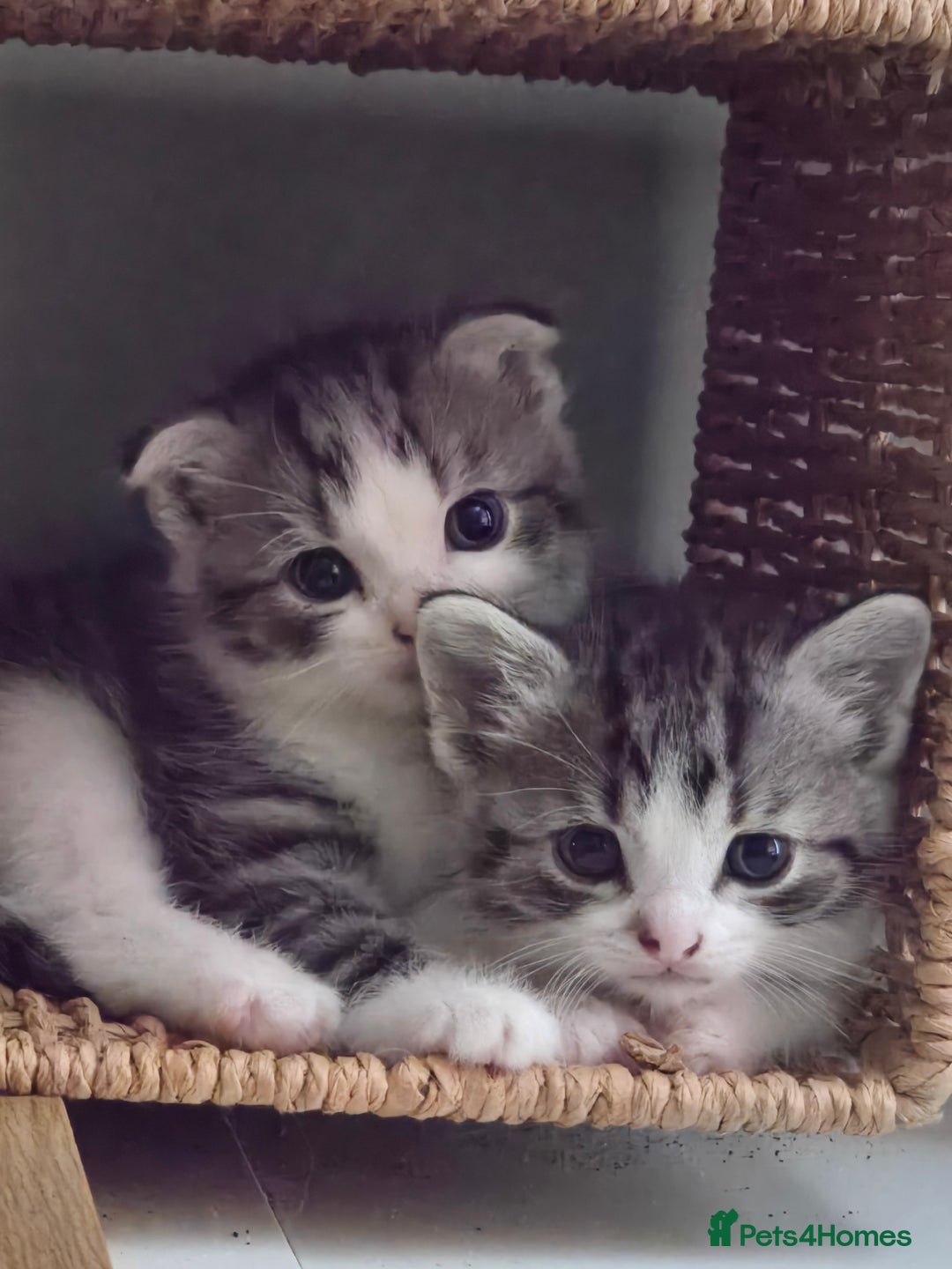 Scottish Fold cats for sale: 3 male scottish folds - Image 3