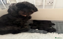 Shih Tzu dogs for sale: Shih tzu puppies for sale  - Image 12