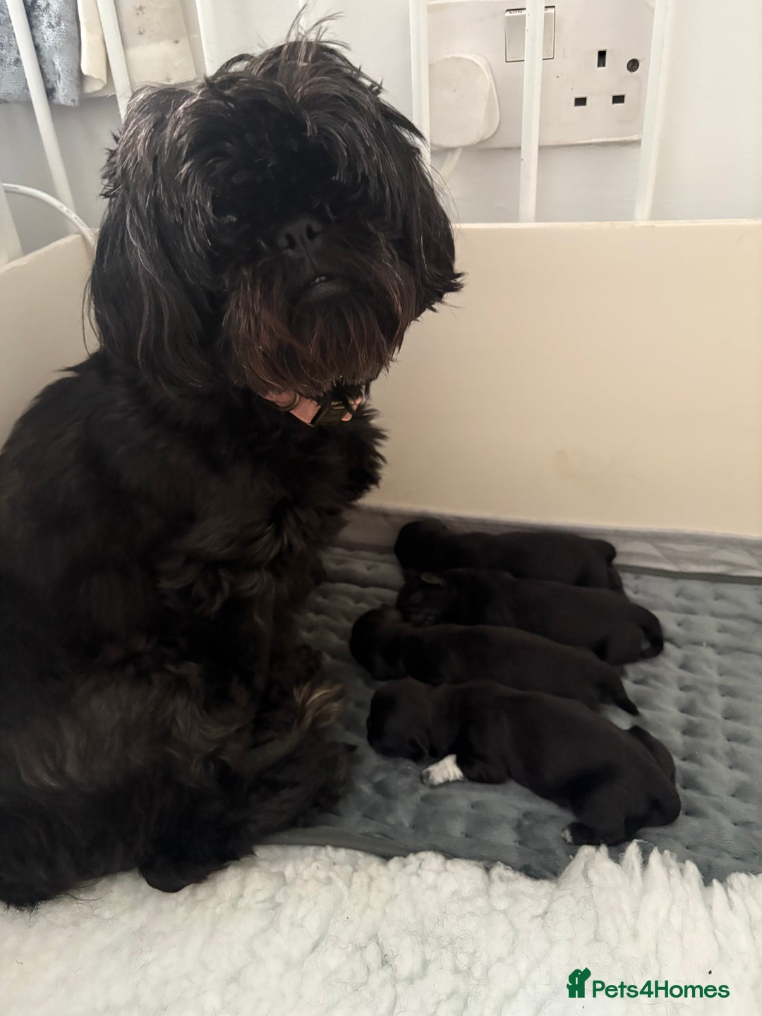 Shih Tzu dogs for sale: Shih tzu puppies for sale  - Image 12