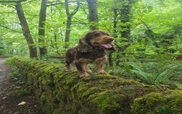 Cocker Spaniel dogs for sale: Show type x working cocker spaniel puppies - Image 13