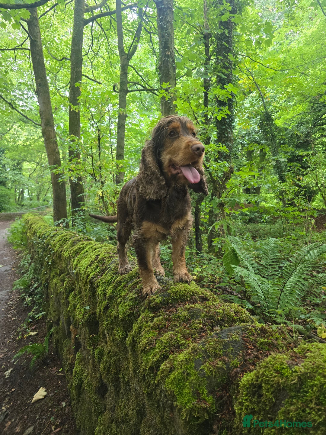 Cocker Spaniel dogs for sale: Show type x working cocker spaniel puppies - Image 13