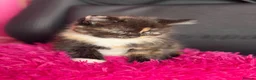 Mixed Breed cats for sale: Kittens for sale  - Advert 7