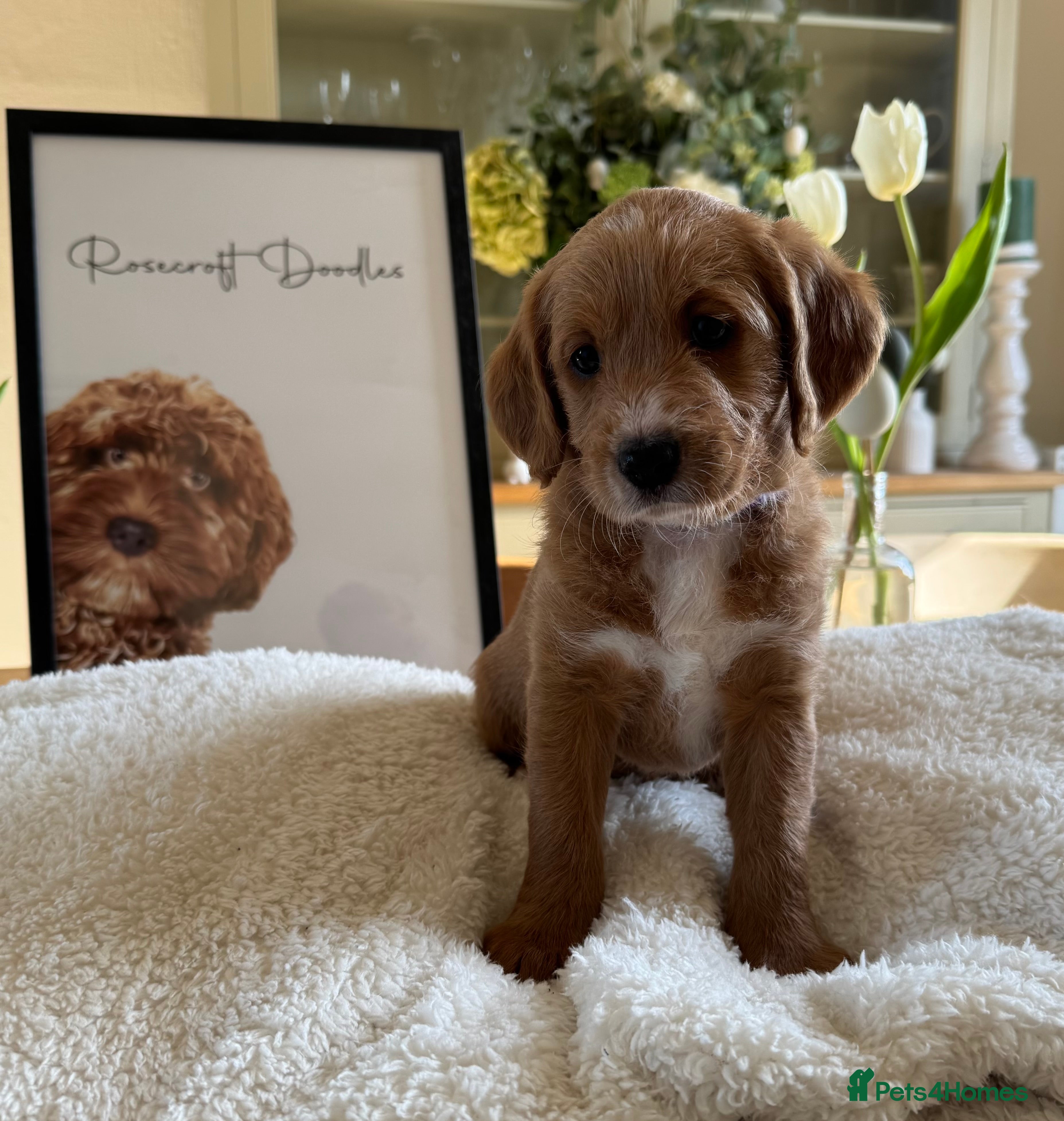 Labradoodle dogs Stunning Red F1 Labradoodles - Advert 2