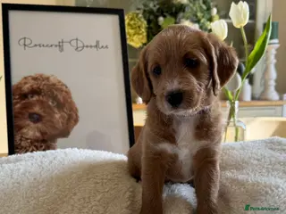 Labradoodle dogs Stunning Red F1 Labradoodles - Advert 16