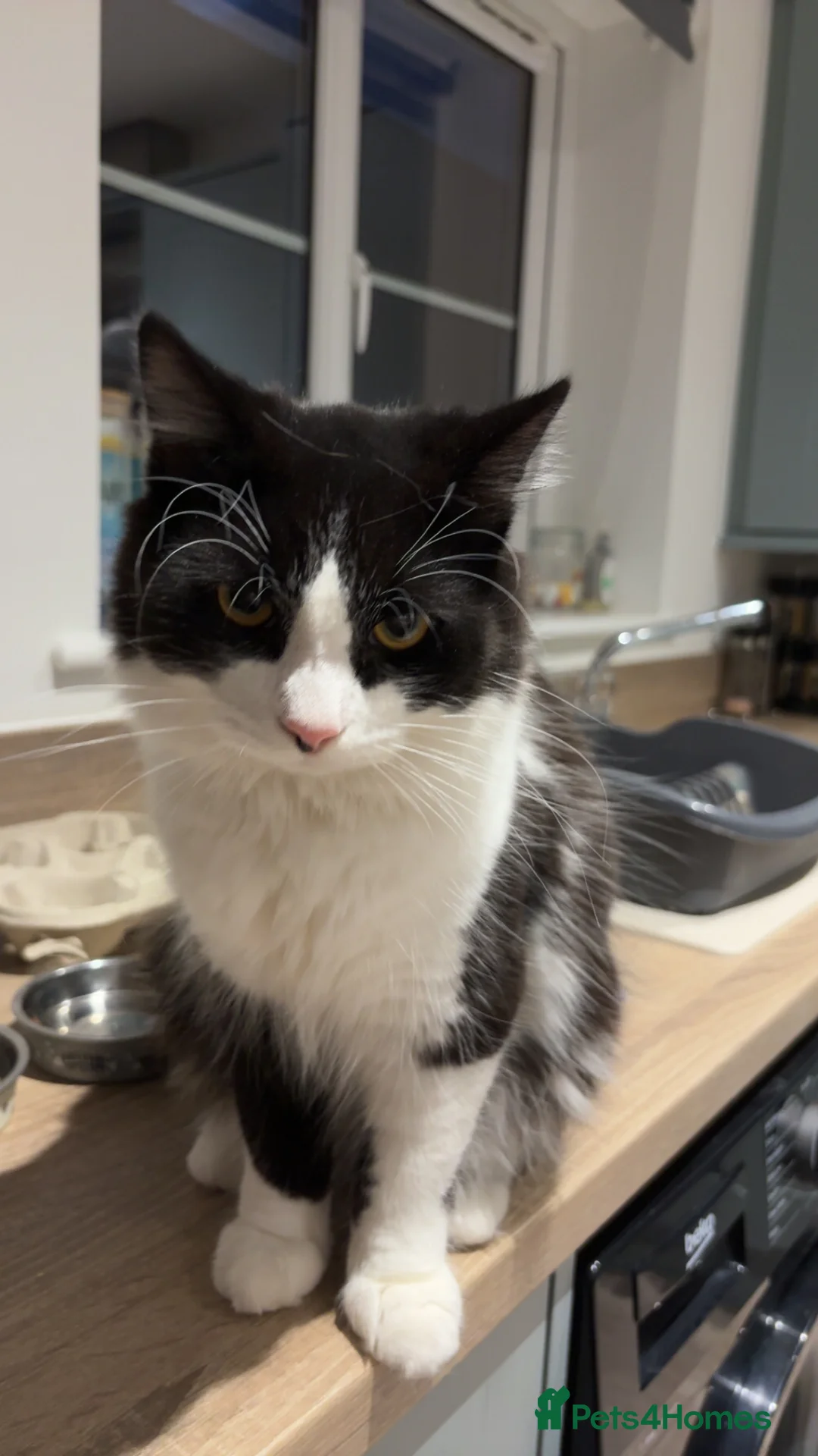 British Longhair cats for sale: 2 beautiful brothers  - Advert 2