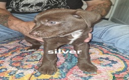 Mixed Breed dogs for sale: Dalmatian shepherd  - Image 34